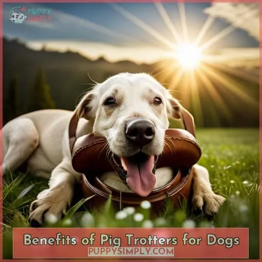 Benefits of Pig Trotters for Dogs