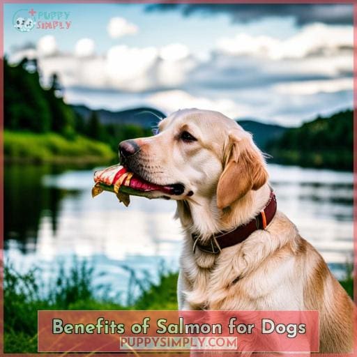Benefits of Salmon for Dogs