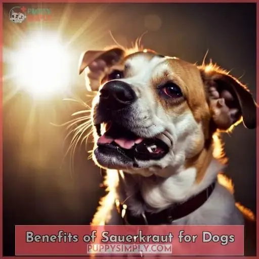 Benefits of Sauerkraut for Dogs