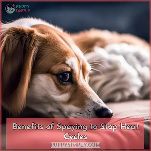 Benefits of Spaying to Stop Heat Cycles