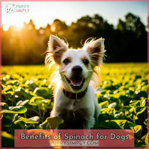 Benefits of Spinach for Dogs