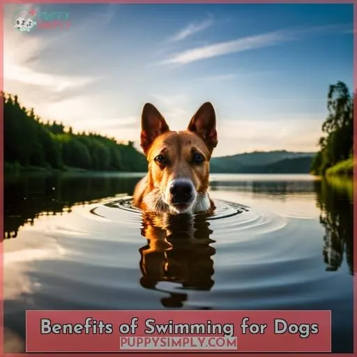 Benefits of Swimming for Dogs