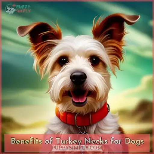 Benefits of Turkey Necks for Dogs