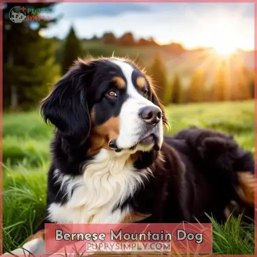 Bernese Mountain Dog