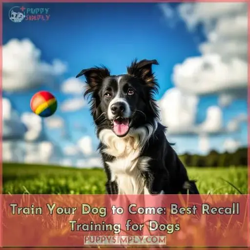 best recall training for dogs