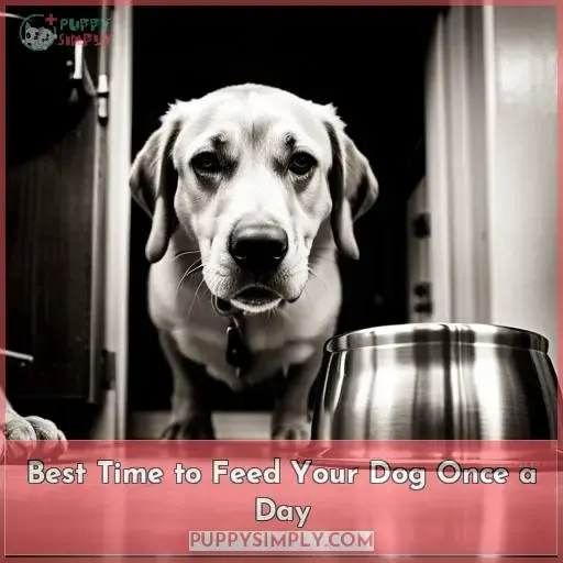 Best Time to Feed Your Dog Once a Day