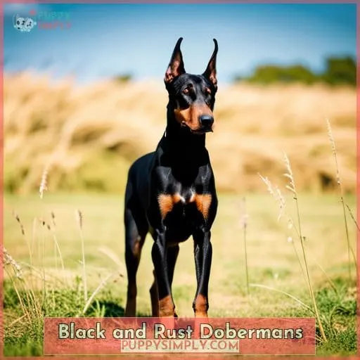 Black and Rust Dobermans