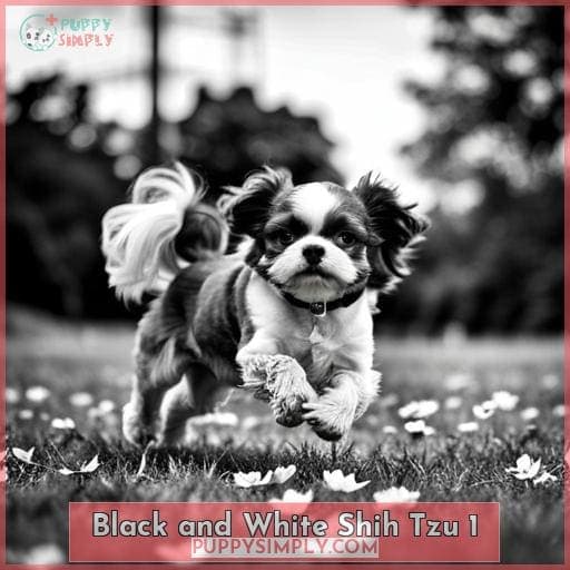 Black & White Shih Tzu - Facts, Photos, & Temperament