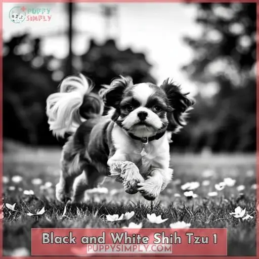 black and white shih tzu 1