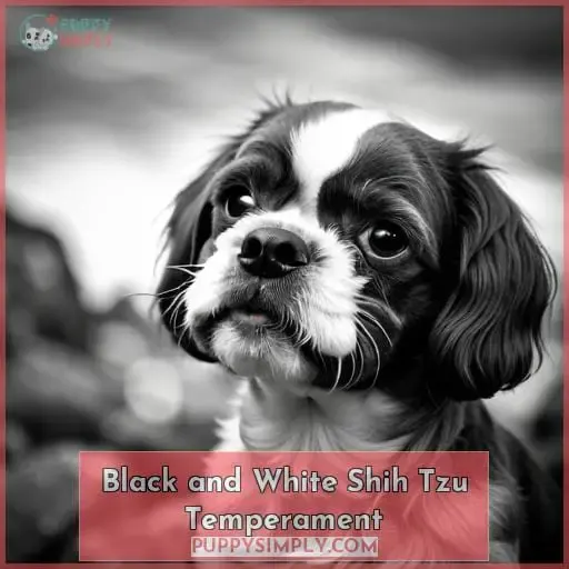 Black and White Shih Tzu Temperament