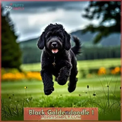black goldendoodle 1