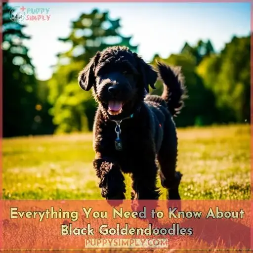 black goldendoodle
