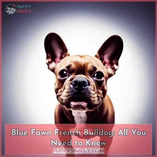 blue fawn french bulldog