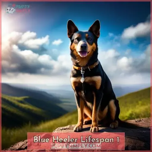 blue heeler lifespan 1