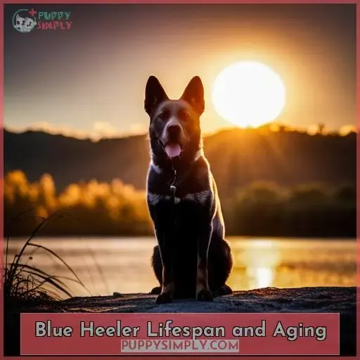 Blue Heeler Lifespan and Aging