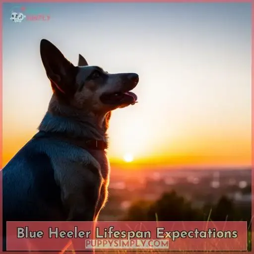 Blue Heeler Lifespan Expectations