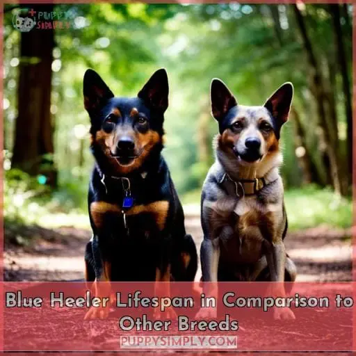 Blue Heeler Lifespan in Comparison to Other Breeds