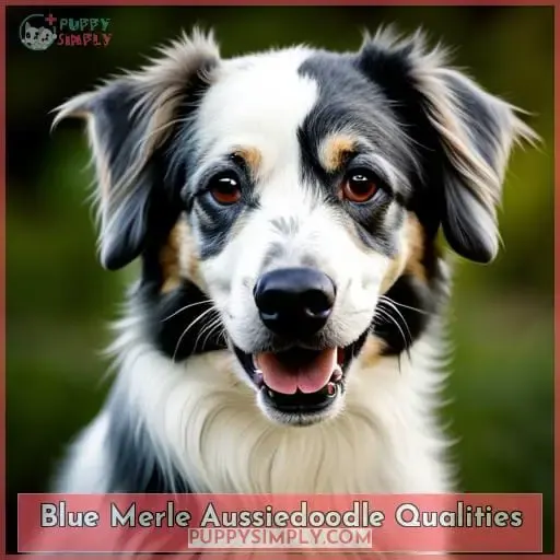Blue Merle Aussiedoodle Qualities
