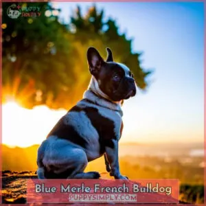blue merle french bulldog