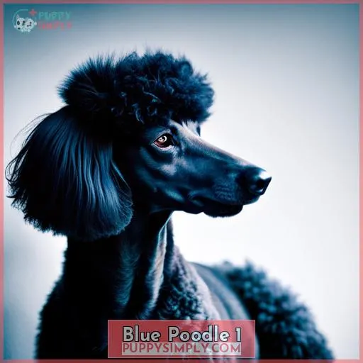 blue poodle 1