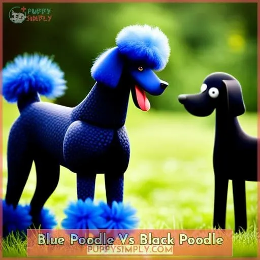 Blue Poodle Vs Black Poodle