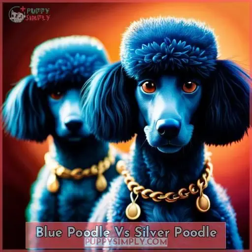 Blue Poodle Vs Silver Poodle