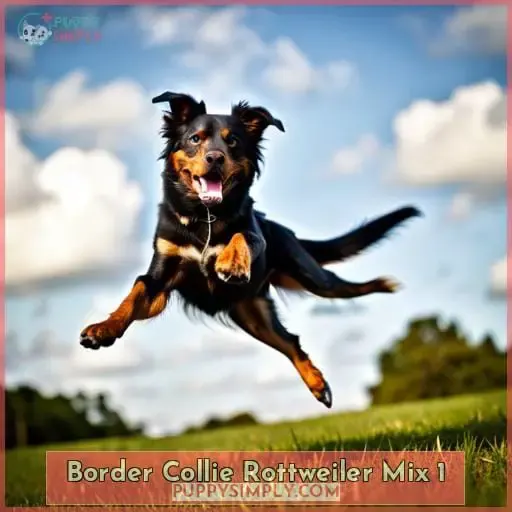 border collie rottweiler mix 1