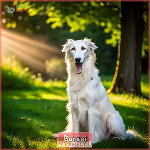 Borzoi