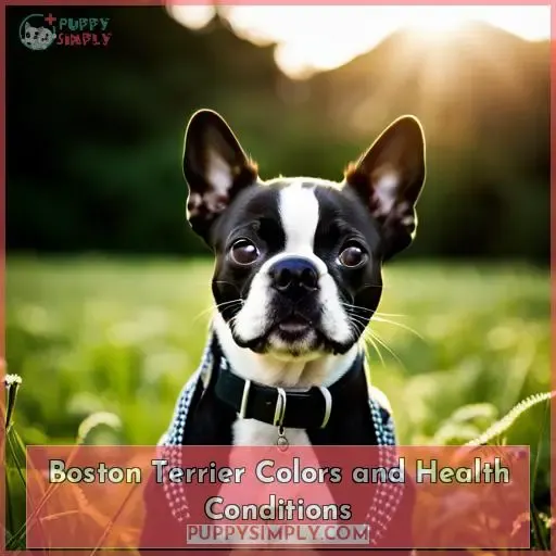 Boston Terrier Colors and Health Conditions