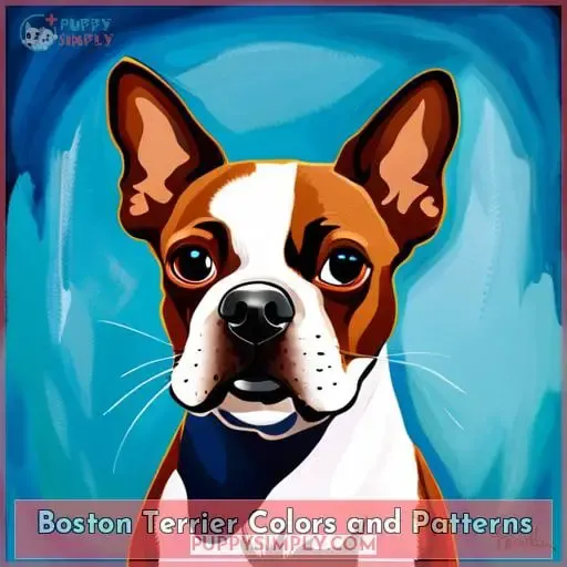 Boston Terrier Colors and Patterns