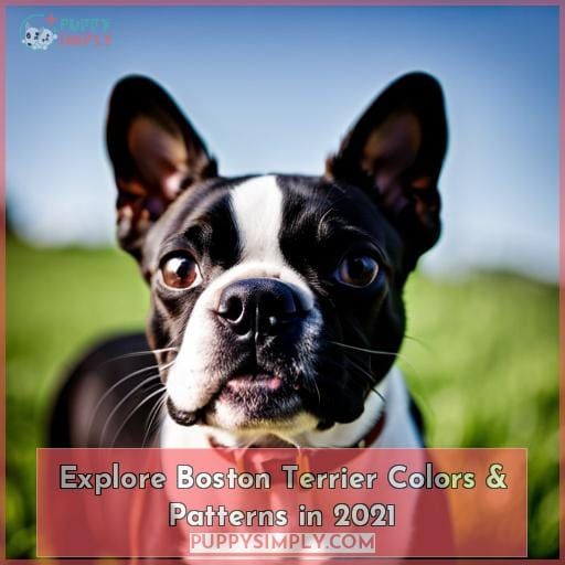 Explore Boston Terrier Colors & Patterns in 2021