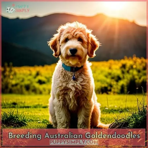 Breeding Australian Goldendoodles