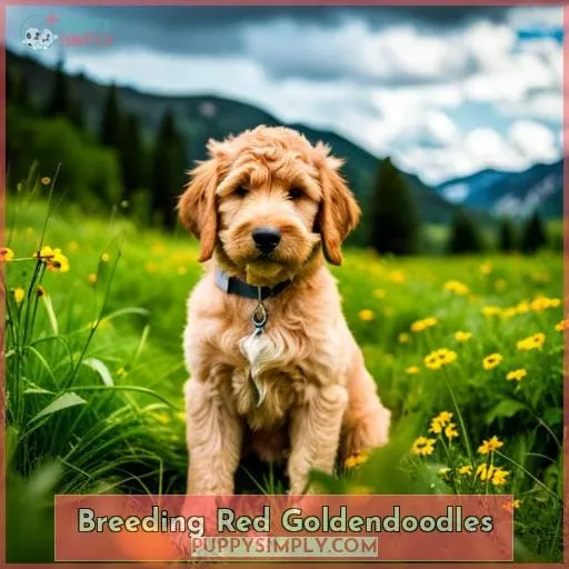 Breeding Red Goldendoodles