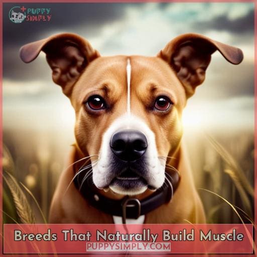How to Build Dog Muscle The Best Exercises & Tips
