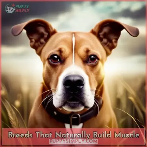 Breeds That Naturally Build Muscle