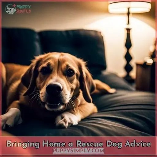 Bringing Home a Rescue Dog Advice