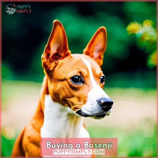 Buying a Basenji