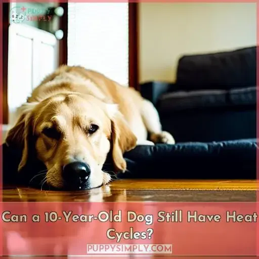 Can a 10-Year-Old Dog Still Have Heat Cycles