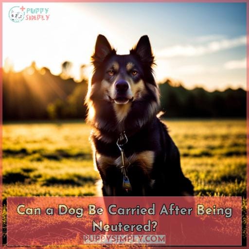 Can a Dog Be Carried After Being Neutered? Can a Dog Be Carried After Being Neutered?