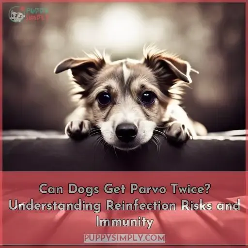 can a dog get parvo twice