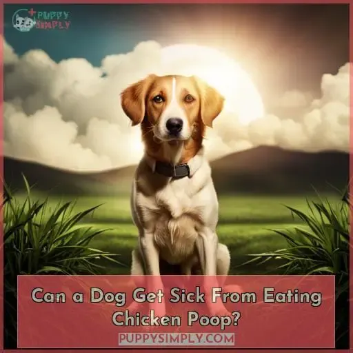 Can a Dog Get Sick From Eating Chicken Poop?