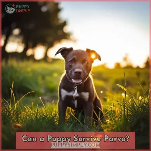 Can a Puppy Survive Parvo?