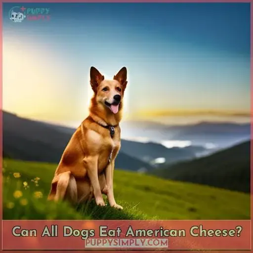 Can All Dogs Eat American Cheese?