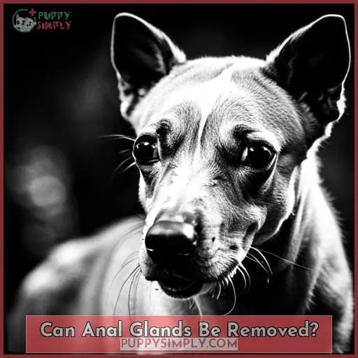 Can Anal Glands Be Removed?