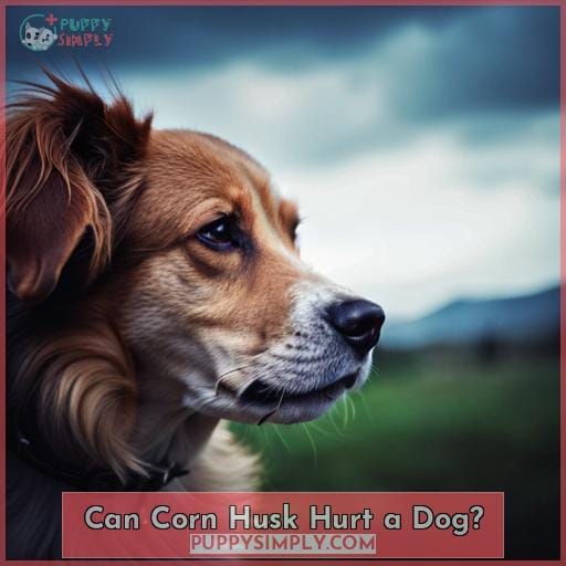 Can Corn Husk Hurt a Dog?