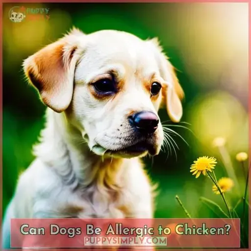 Can Dogs Be Allergic to Chicken?