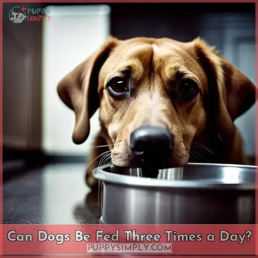 Can Dogs Be Fed Three Times a Day