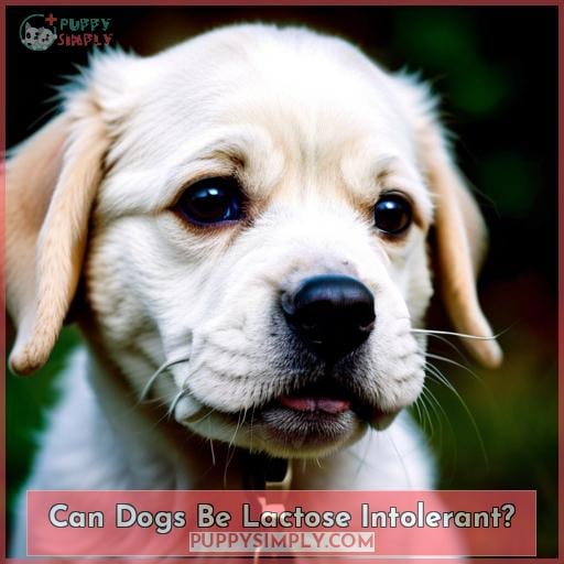 Can Dogs Be Lactose Intolerant? Can Dogs Be Lactose Intolerant?