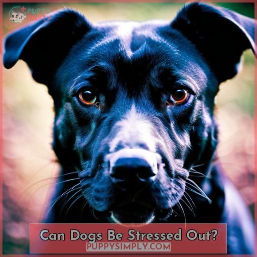 Can Dogs Be Stressed Out? Can Dogs Be Stressed Out?