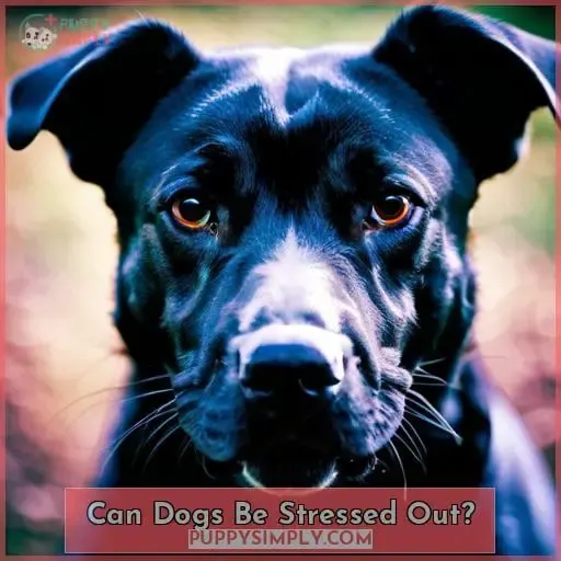 Can Dogs Be Stressed Out?